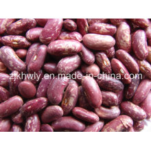 Пурпурная пестрая бобовая фасоль